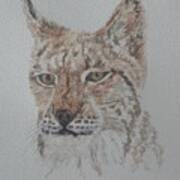 Lynx Portrait Poster