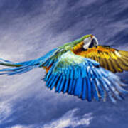 Macaw Flying Poster