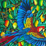 Scarlet Macaw Parrot Poster