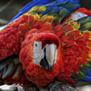 Macaw Parrot Poster