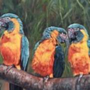 Macaws Poster