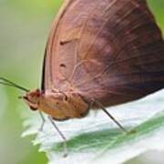 Macro Brown Butterfly Poster