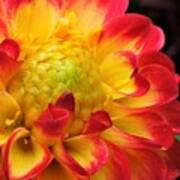 Macro Dahlia Poster