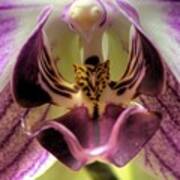 Macro Orchid Poster