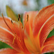 Macros Day Lily Poster