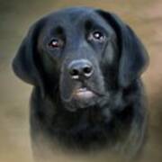 Macy-portrait Of A Black Lab Poster