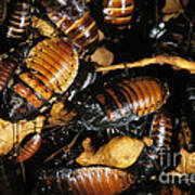 Madagascar Giant Hissing Cockroach Poster