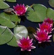 Magenta Lotus Waterlilies Poster