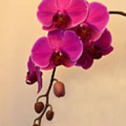 Magenta Phalaenopsis Orchid Poster