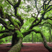 Magical Angel Oak Tree Poster