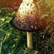 Magical Mushroom Poster