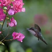 Magnificent Hummingbird Female Feeding Poster