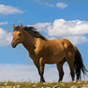 Magnificent Wild Horse Poster