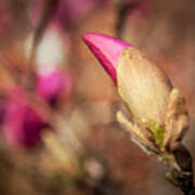 Magnolia Bud Artified Poster