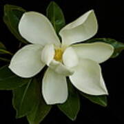 Magnolia Flower Poster