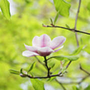 Magnolia Purple Platter Flower Poster