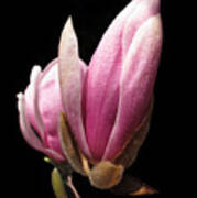 Magnolia Tulip Tree Blossom Poster