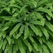 Maidenhair Fern Poster