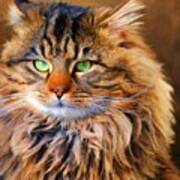 Maine Coon Cat Poster