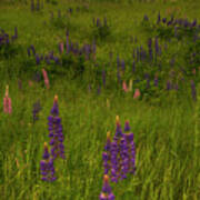 Maine Lupines And Home After Rain And Storm Poster