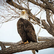 Majestic American Bald Eagle Standing On A Tree Branch Looking At You Poster