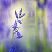 Majestic Bluebells Spring Wild Flower Poster