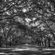 Majestic Live Oaks Wormsloe Plantation Savannah Ga Landscape Art Poster