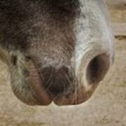 Major's Muzzle, Horse Equine Closeup, Western Art Poster