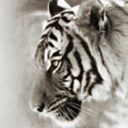 Malayan Tiger Poster