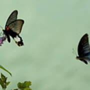 Male And Female Great Mormon Butterflies Hovering Over A Wildflower Poster
