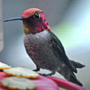 Male Anna's Hummingbird On Feeder Perch Poster