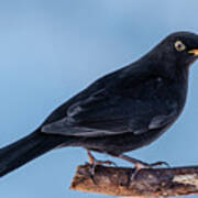 Male Blackbird Perching On A Pine Branch In Profile Poster