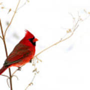 Male Cardinal Posing In The Snow Poster