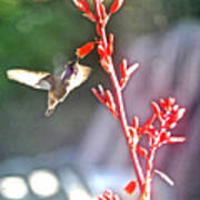 Male Costa's And Red Yucca Poster