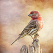 Male Finch Poses On Post Poster