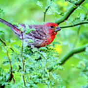 Male House Finch 8360 Poster