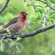 Male House Finch 9433 Poster