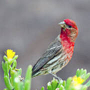 Male House Finch Poster