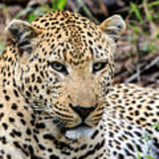 Male Leopard Poster