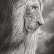 Male Lion Black And White Poster