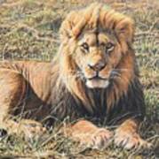 Male Lion Portrait Poster