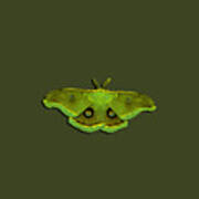 Male Moth Green And Yellow .png Poster