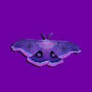 Male Moth Purple And Pink .png Poster