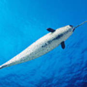 Male Narwhal Poster