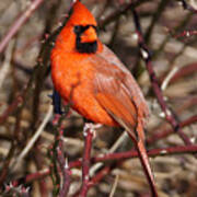 Male Northern Cardinal Poster