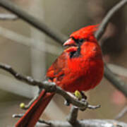 Male Northern Cardinal In Spring Poster