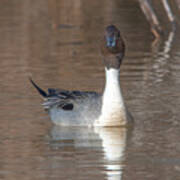 Male Northern Pintail Dwf0158 Poster