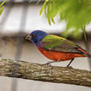 Male Painted Bunting Poster