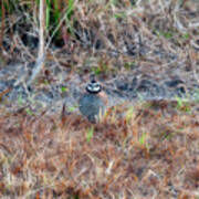 Male Quail In Field Poster