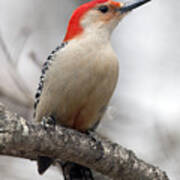 Male Red-bellied Woodpecker Poster
